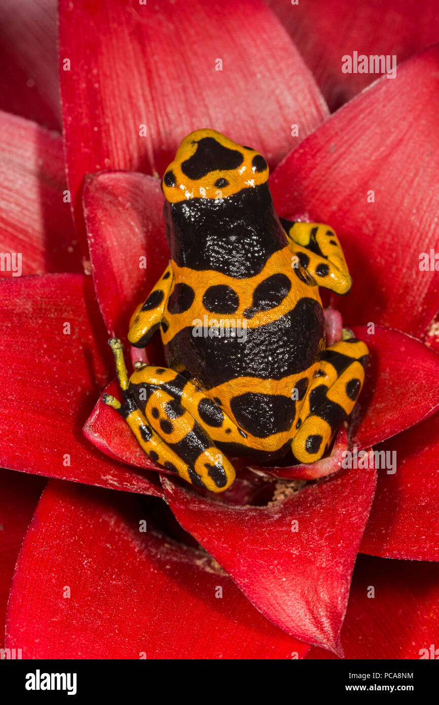 Bumblebee dart frog (Dendrobates tinctorius) Banque D'Images