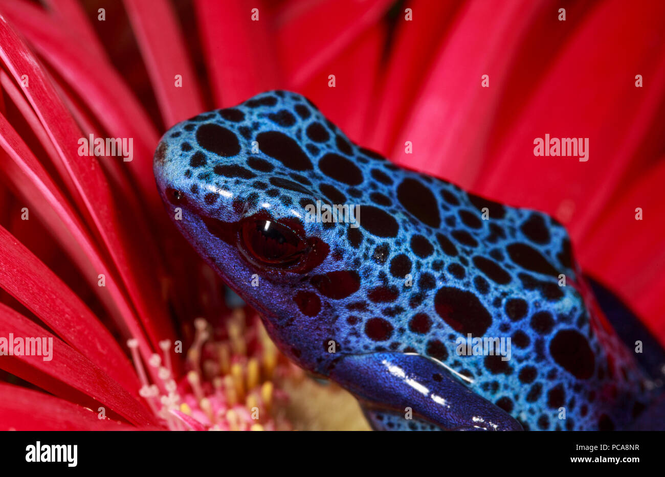 Tinctorius azureus Blue dart frog (Dendrobates tinctorius) sur une fleur. Banque D'Images