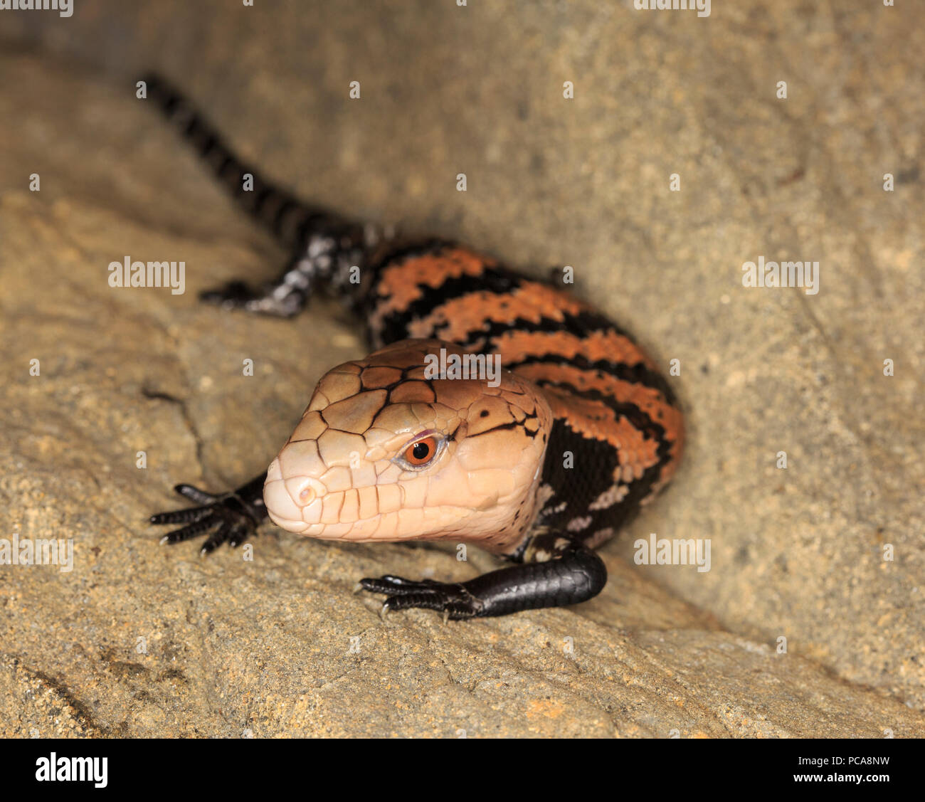 Tiliqua Gigas Banque d