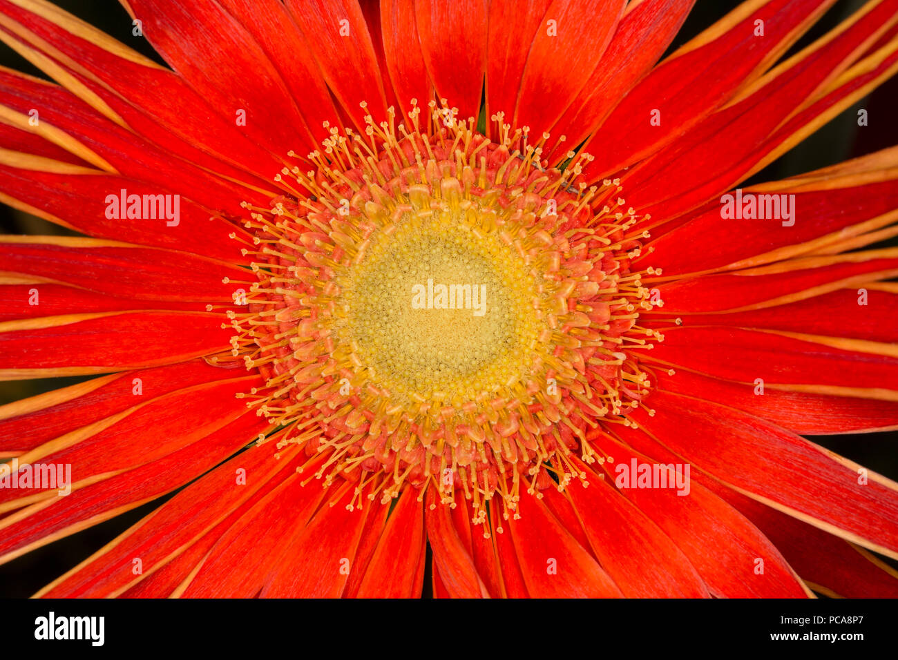 Marguerite gerbera rouge Banque D'Images