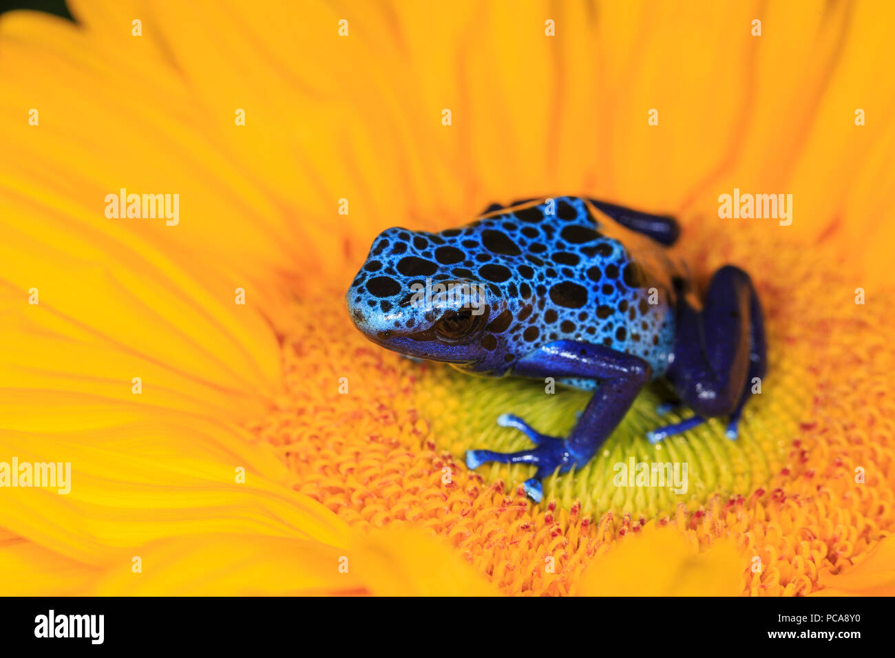 Tinctorius azureus Blue dart frog (Dendrobates tinctorius) sur une fleur. Banque D'Images