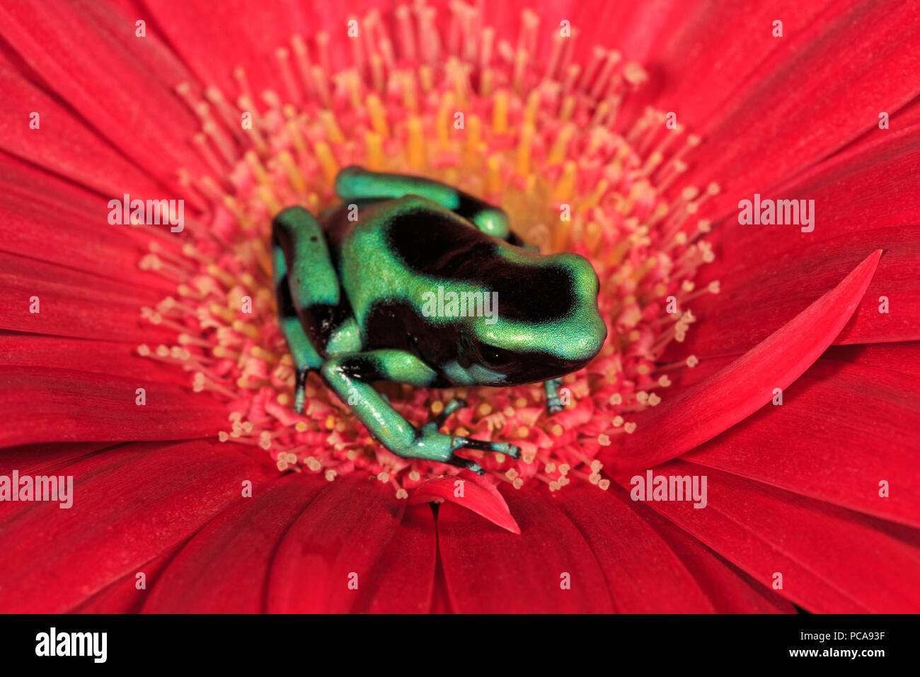 Vert et Noir auratus dart frog (Dendrobates auratus) Banque D'Images