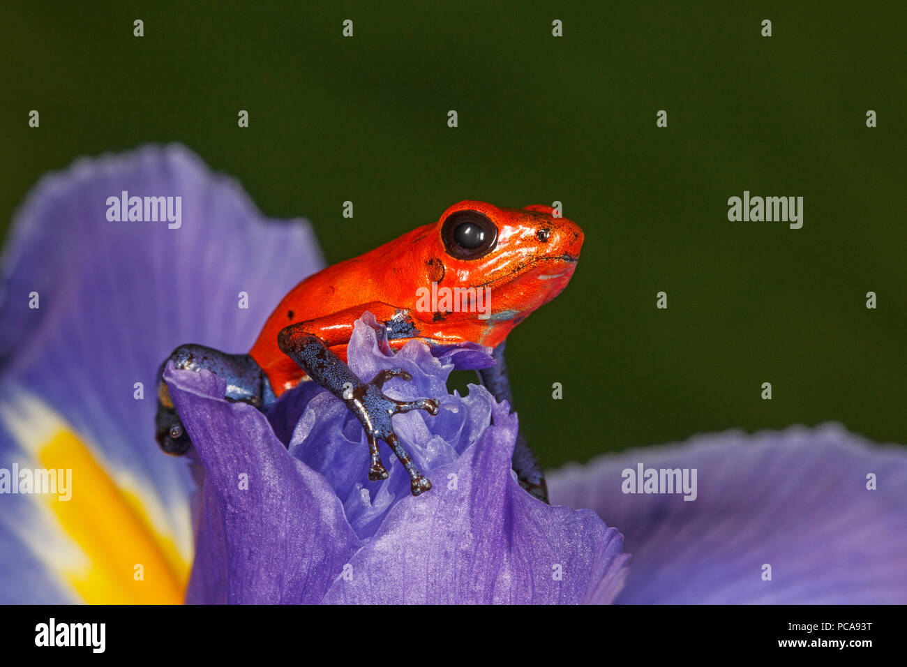 Nicaragua blue jean dart frog ou Pumilio dart frog (Oophaga pumilio) sur un iris Banque D'Images