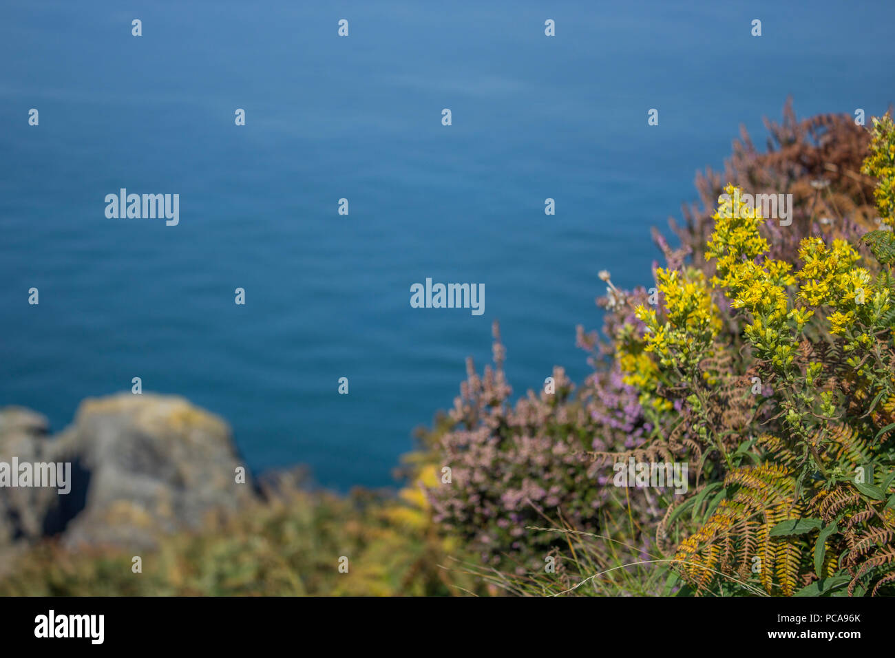 De belles fleurs sur une falaise de Howth, Irlande Banque D'Images