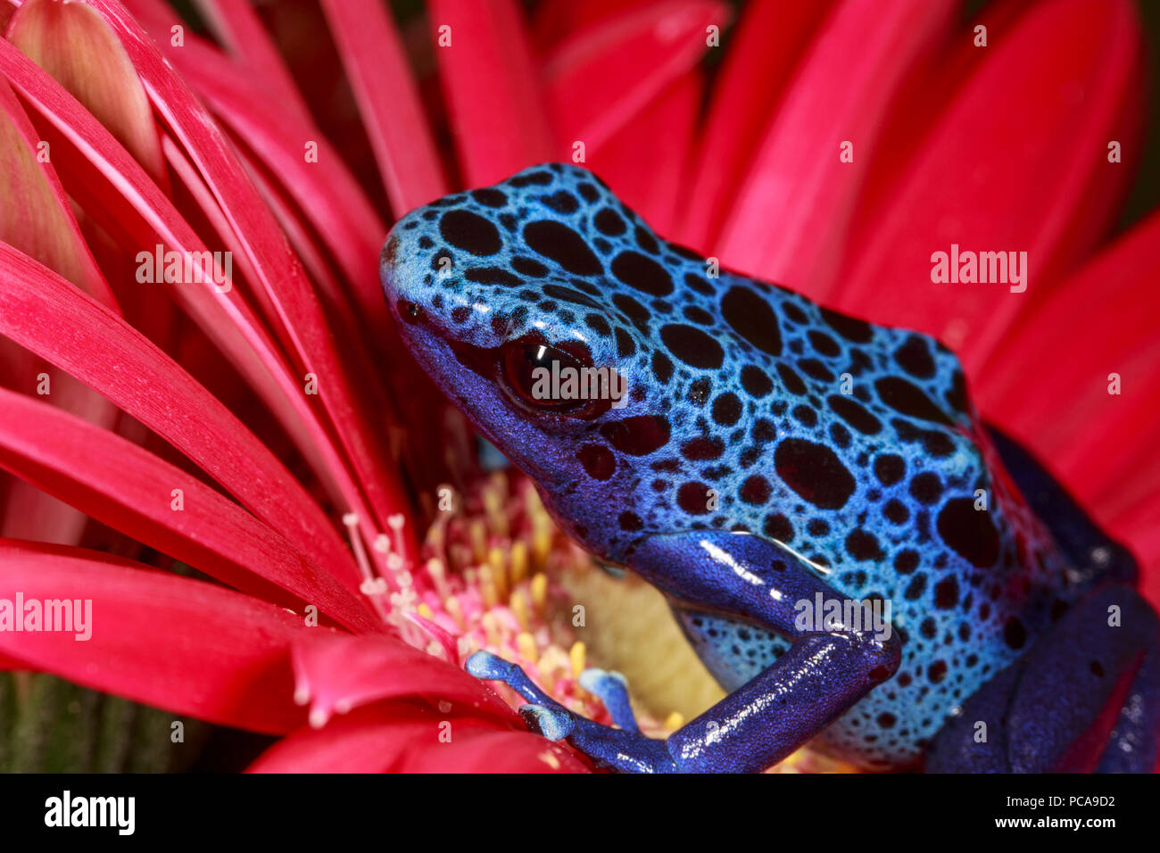 Tinctorius azureus Blue dart frog (Dendrobates tinctorius) sur une fleur. Banque D'Images