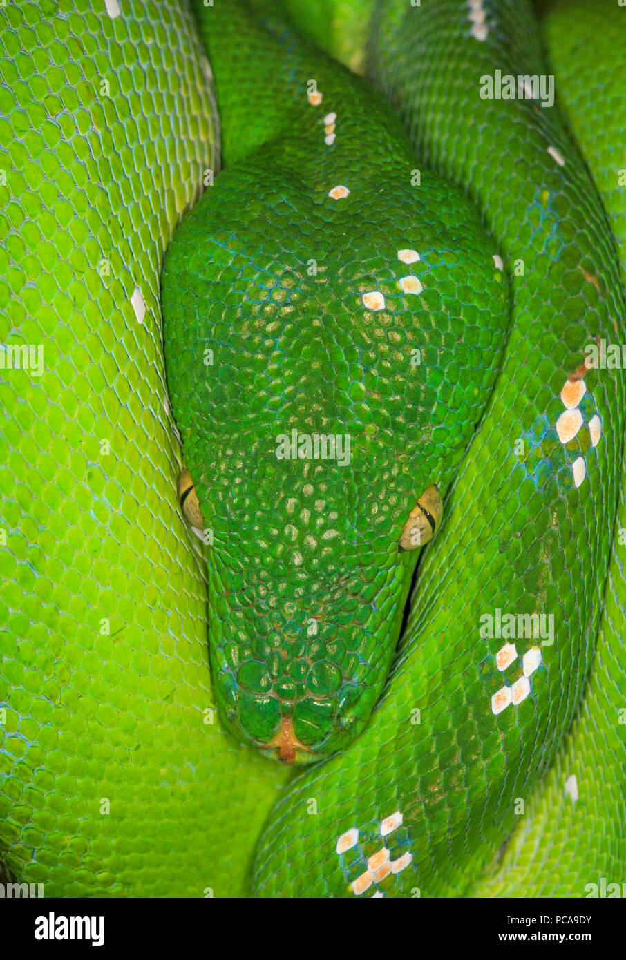 Green Tree python Morelia viridis) ( (gondolé sur branche d'arbre. Banque D'Images