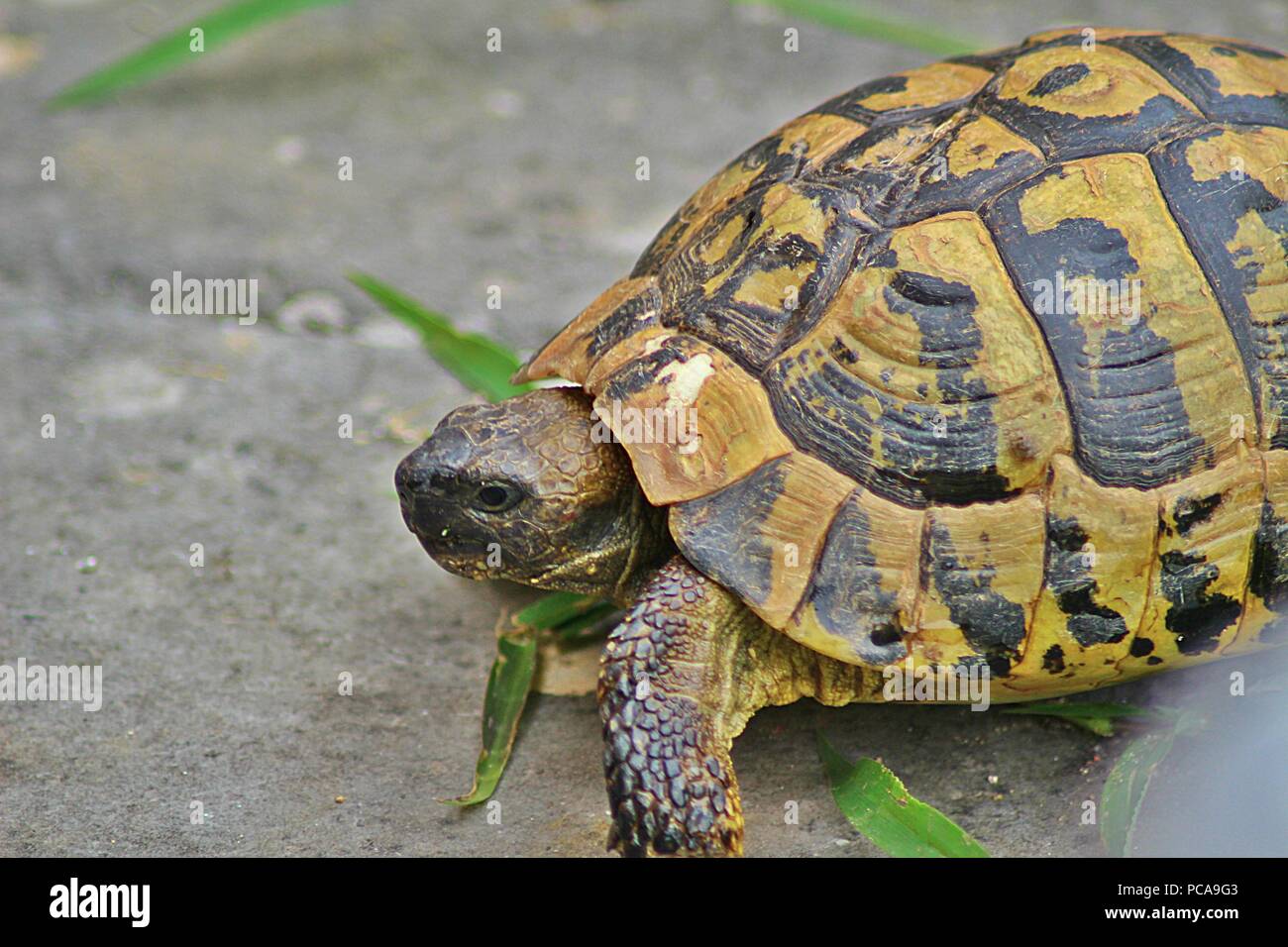 Une photo en gros plan d'une tortue marche sur le terrain Banque D'Images