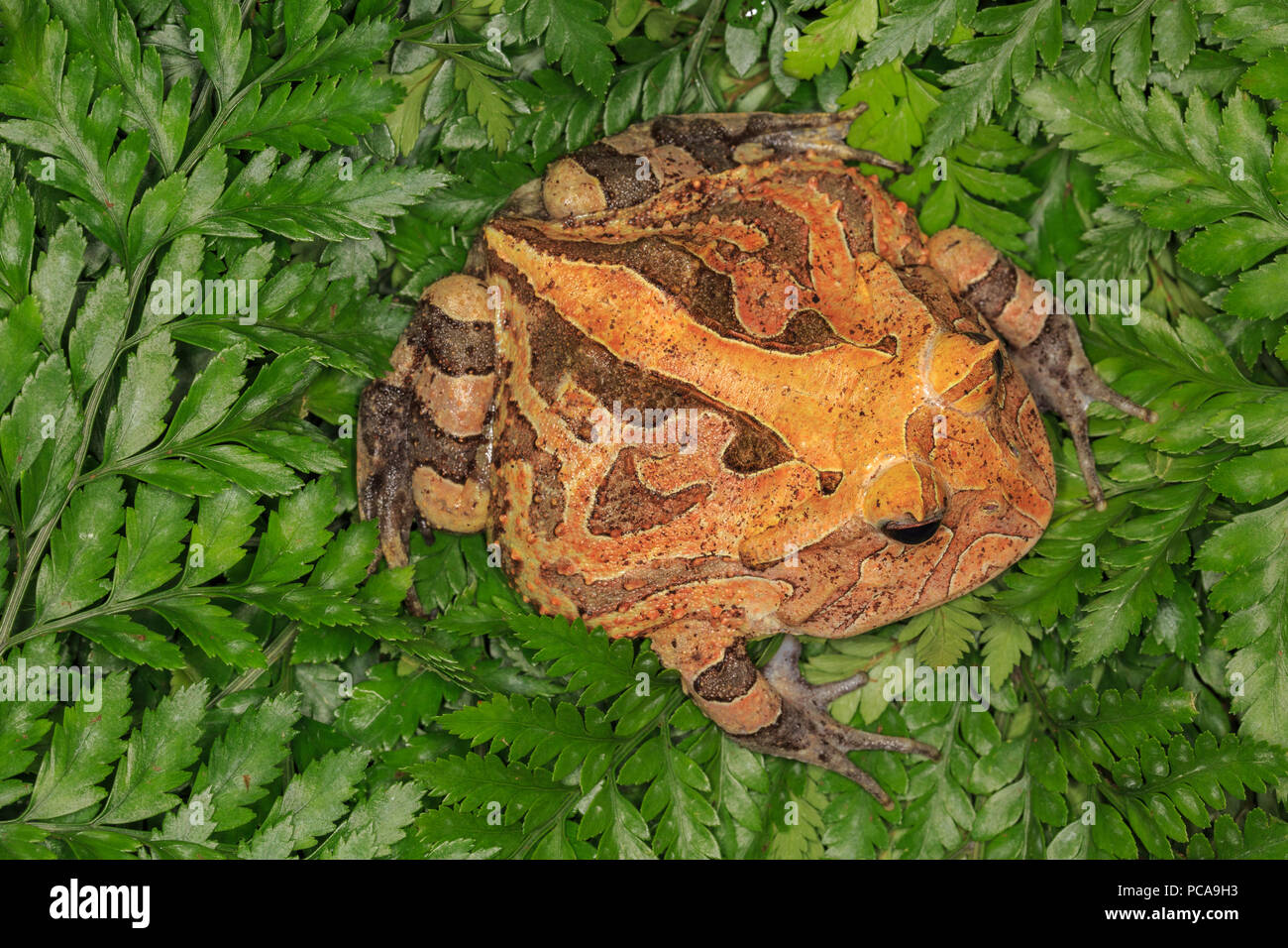 Suriname horned frog (Ceratophrys cornuta) Banque D'Images