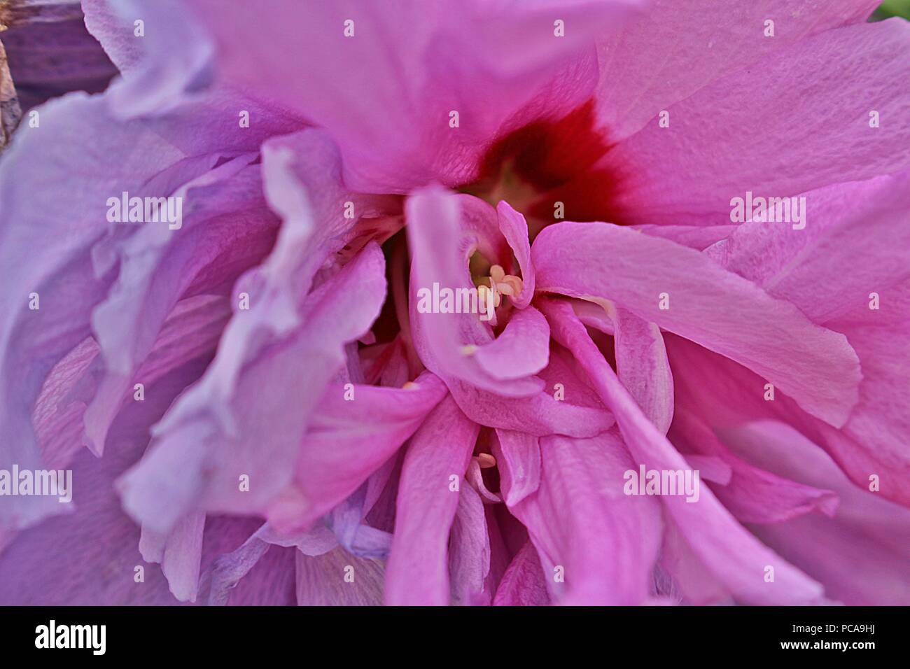 Une seule fleur fleur lilas close-up photo Banque D'Images