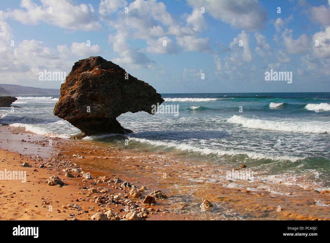 Blocs de corail sur la plage de Bathsheba, Barbade Banque D'Images