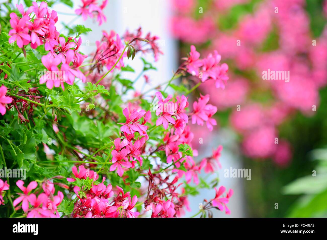 Libre de fleurs colorées de rose à fleurs géranium. Banque D'Images