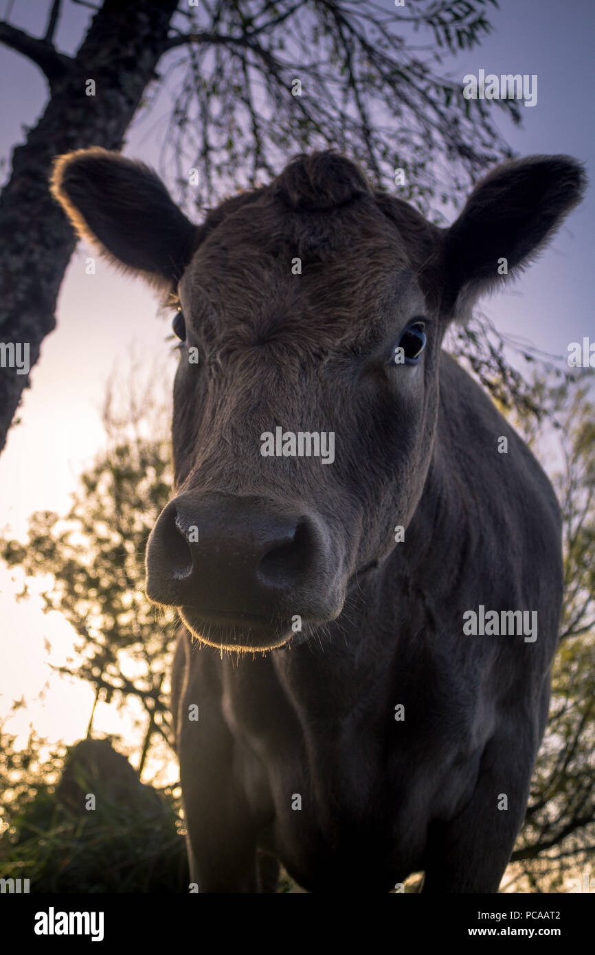 Au crépuscule - Murray vache génisse gris Banque D'Images