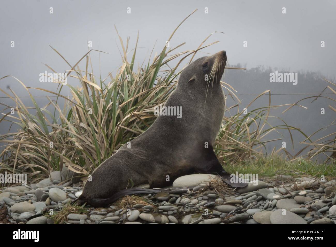 New Zealand fur seal lui-même au soleil sur la plage Banque D'Images