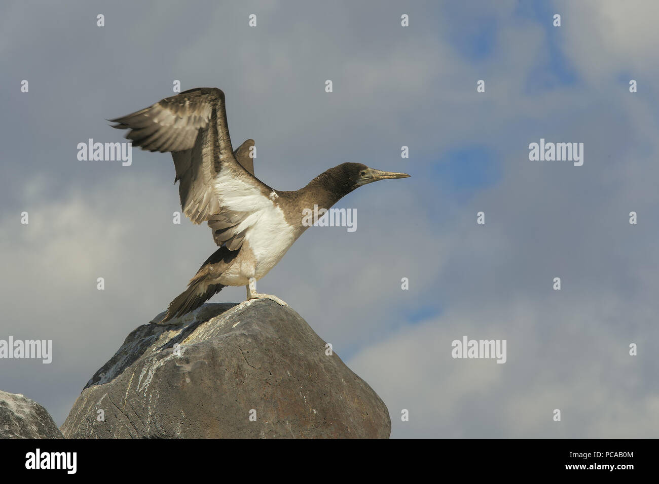 Blue-footed Booby Banque D'Images