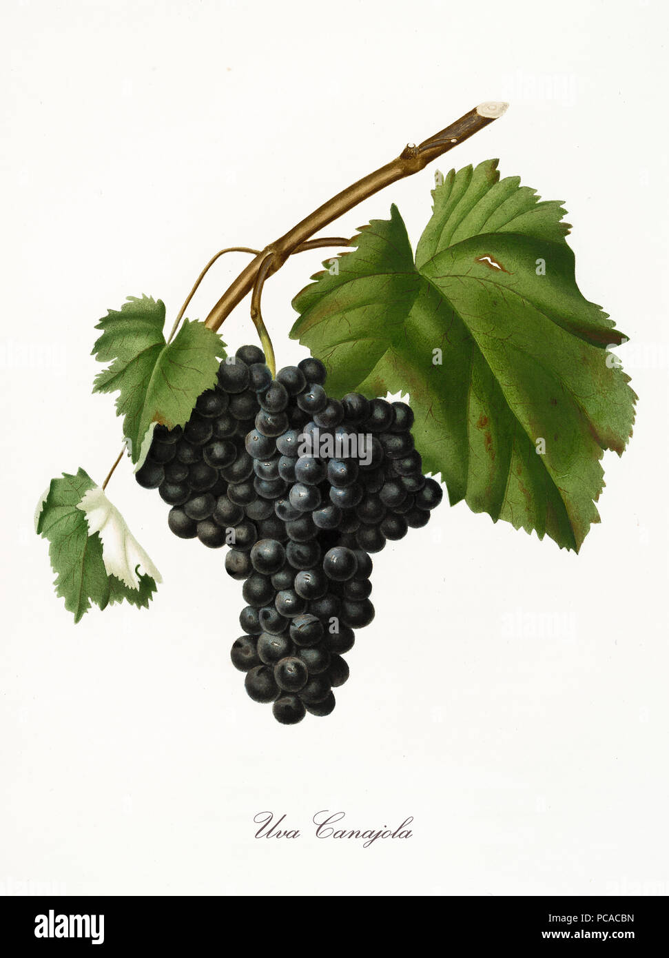 Seule Branche Isolee Des Raisins Rouges Appele Canajola Raisins Et Feuilles De Vigne Sur Fond Blanc Vieille Illustration Botanique Realise Avec Une Aquarelle De Giorgio Gallesio Sur 1817 19 Italie Photo Stock Alamy