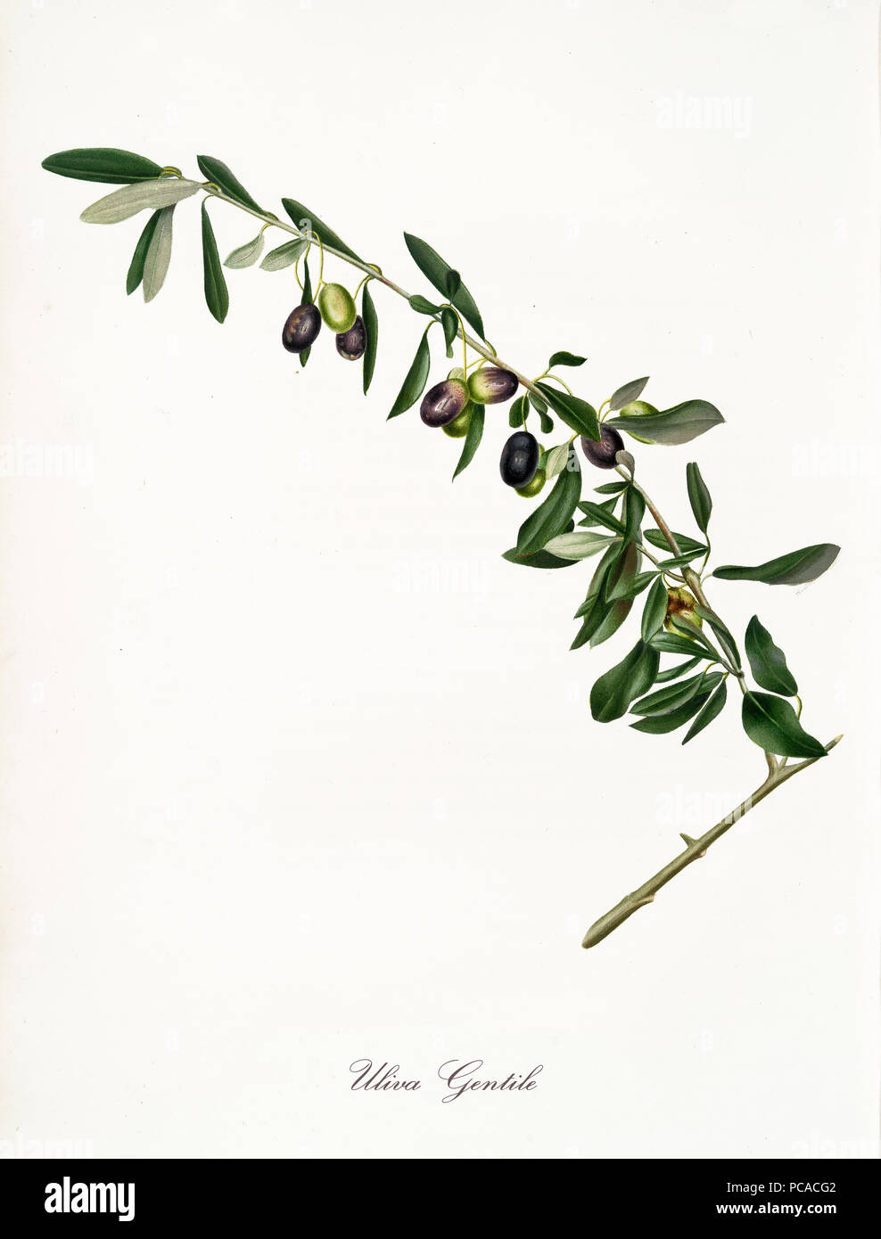 Direction générale de l'arbre d'olive isolé, appelé Gentile, olive Olive Tree leaf sur fond blanc. Vieille illustration botanique réalisé avec une aquarelle de Giorgio Gallesio sur 1817,1839 Italie Banque D'Images