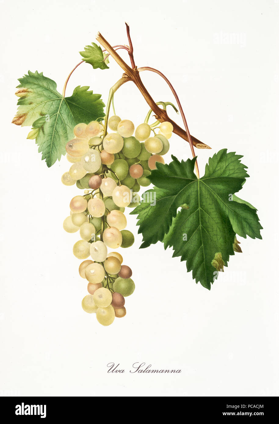 Direction générale de l'isolé de raisin blanc, Raisin Raisin Muscat (Salamanna), feuille de vigne sur fond blanc. Vieille illustration botanique réalisé avec une aquarelle de Giorgio Gallesio sur 1817,1839 Italie Banque D'Images