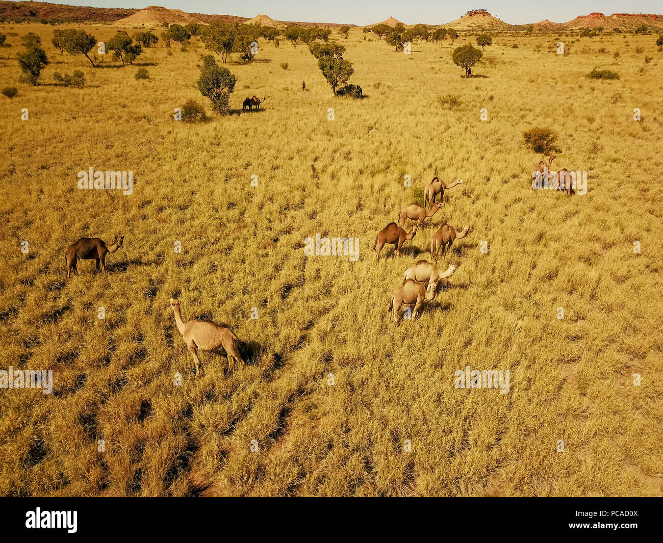 Des chameaux dans le désert australien, près de Laverton, Australie occidentale Banque D'Images