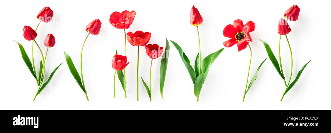 Tulipe rouge collection fleur et feuilles. Groupe d'objets isolé sur fond blanc. Printemps des fleurs de jardin Banque D'Images