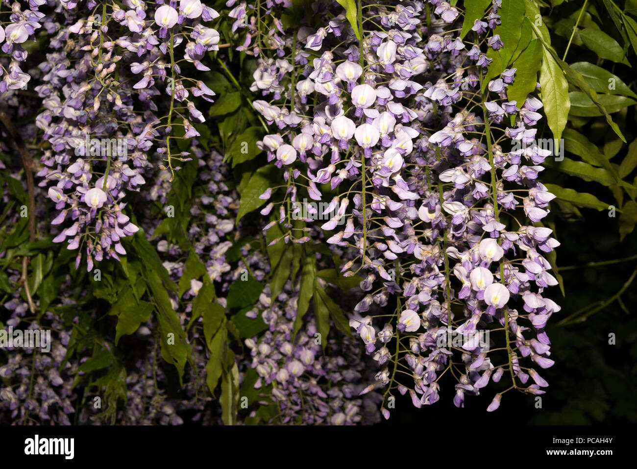Bourgeon De Glycine Banque De Photographies Et D images Haute bourgeon-de-glycine-banque-de-photographies-et-d-images-haute