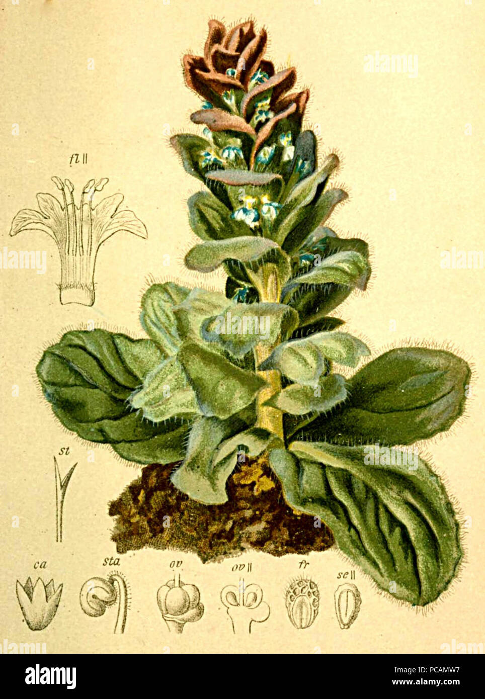 Ajuga pyramidalis Agnesn Atlas. Banque D'Images