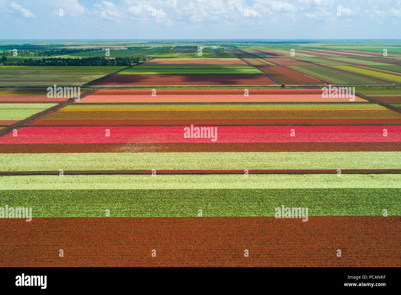 Le monde coloré célèbre Caladium culture des fleurs des champs dans Lake Placid Floride fournissant 90 % de l'offre mondiale d'Caladium fleurs Banque D'Images
