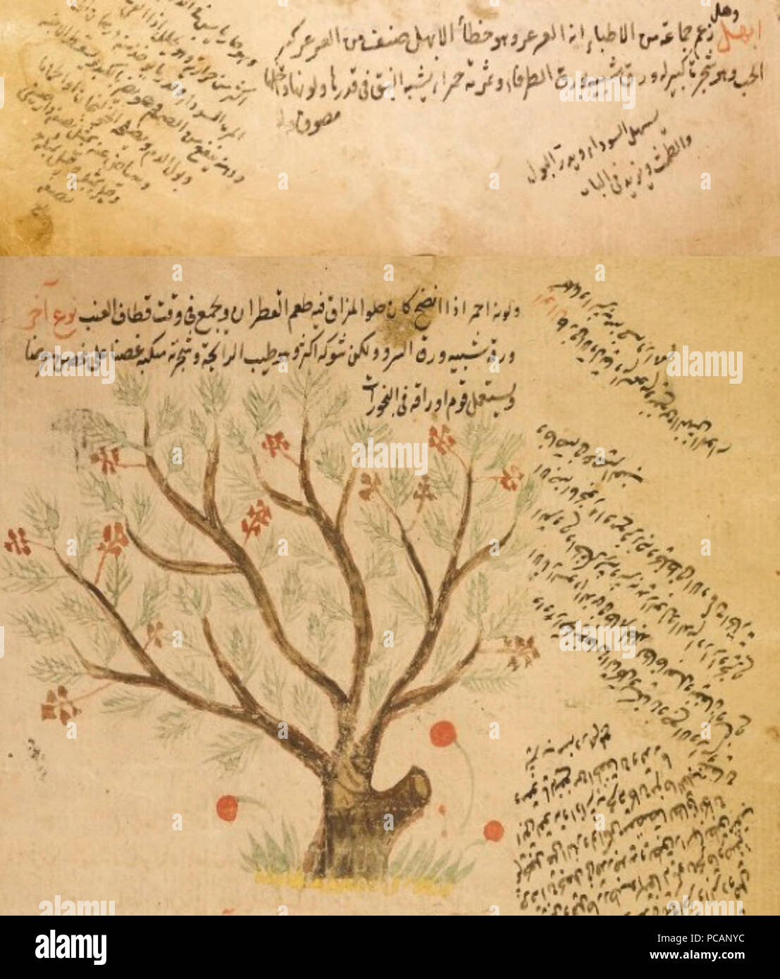 Al-abhal - Arabe manuscrit. Banque D'Images