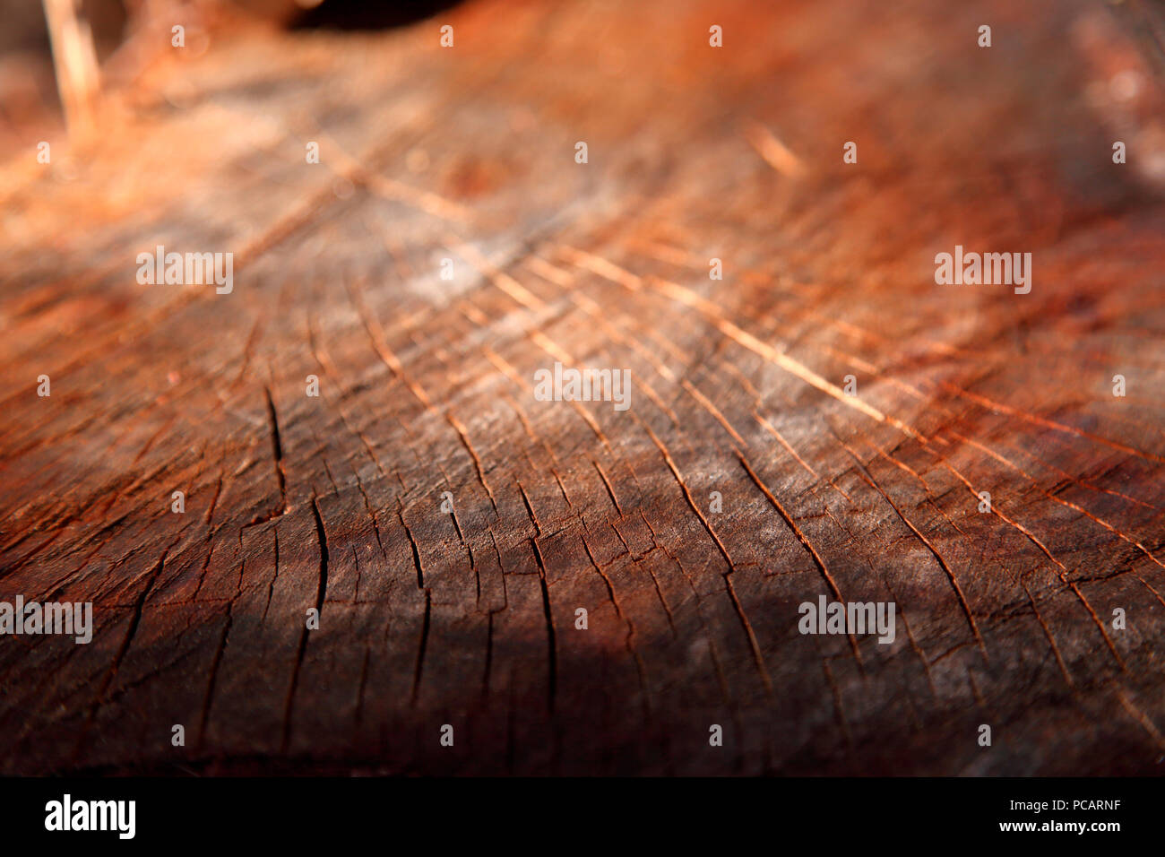 Section de l'arbre. Banque D'Images