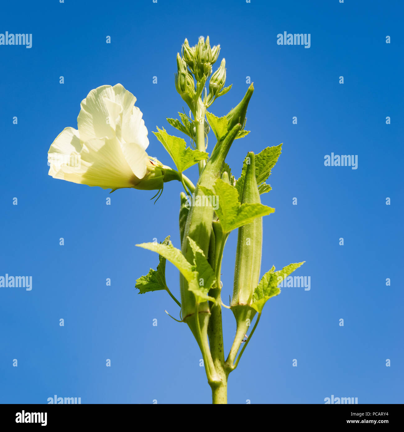 Le gombo plante et fleur sur fond de ciel bleu les produits biologiques l'agriculture composition carrée Banque D'Images