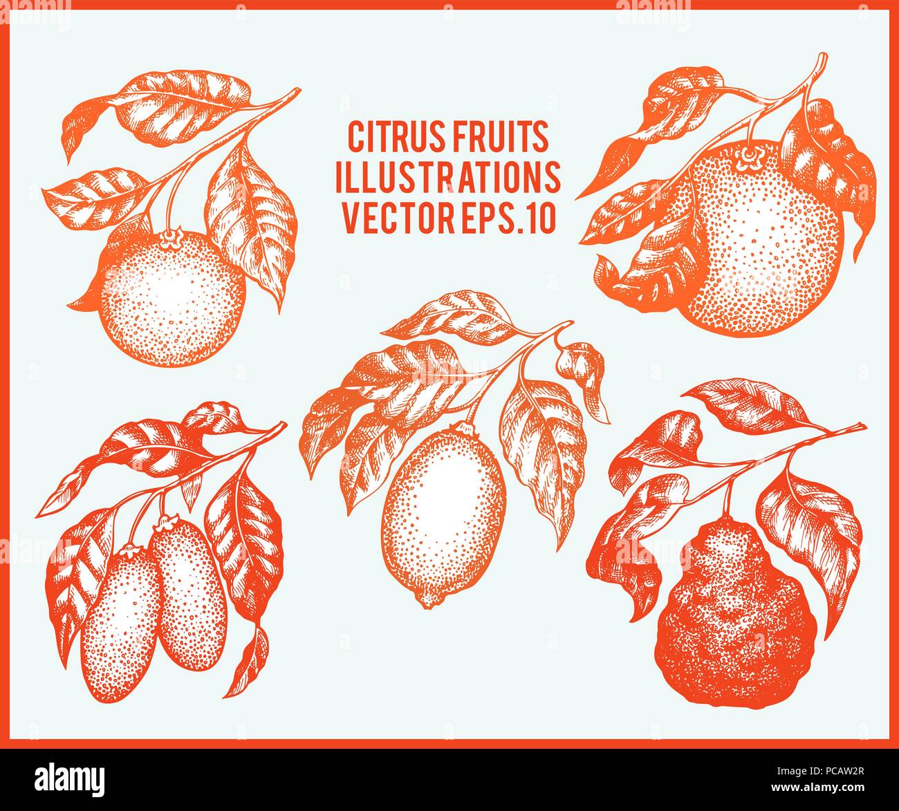 Les agrumes. Hand drawn vector illustration de fruits. Style gravé. Fruits botaniques Vintage illustrations. Illustration de Vecteur