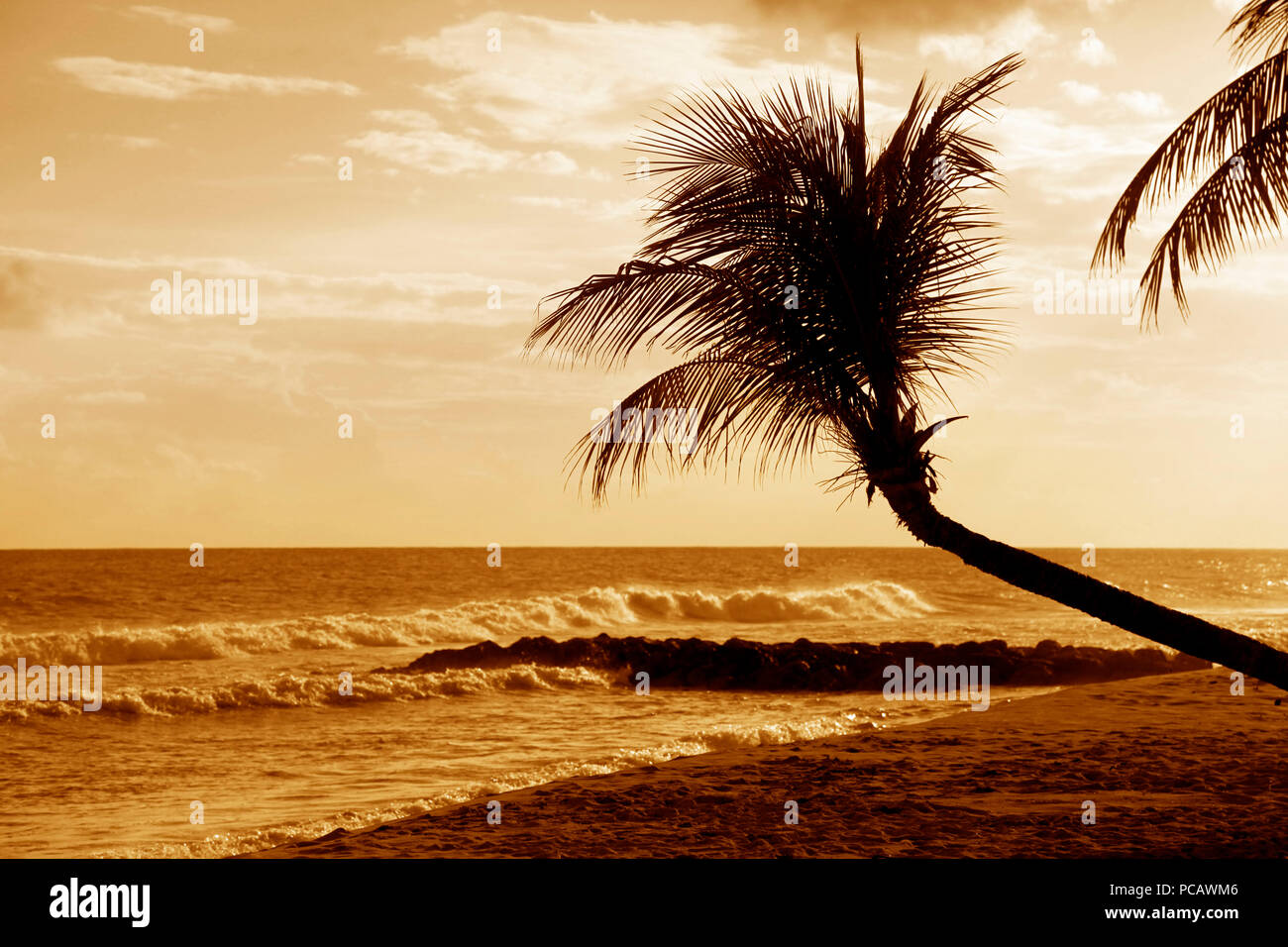 Vue de nice plage tropicale avec palm sur le coucher du soleil. La Barbade Banque D'Images