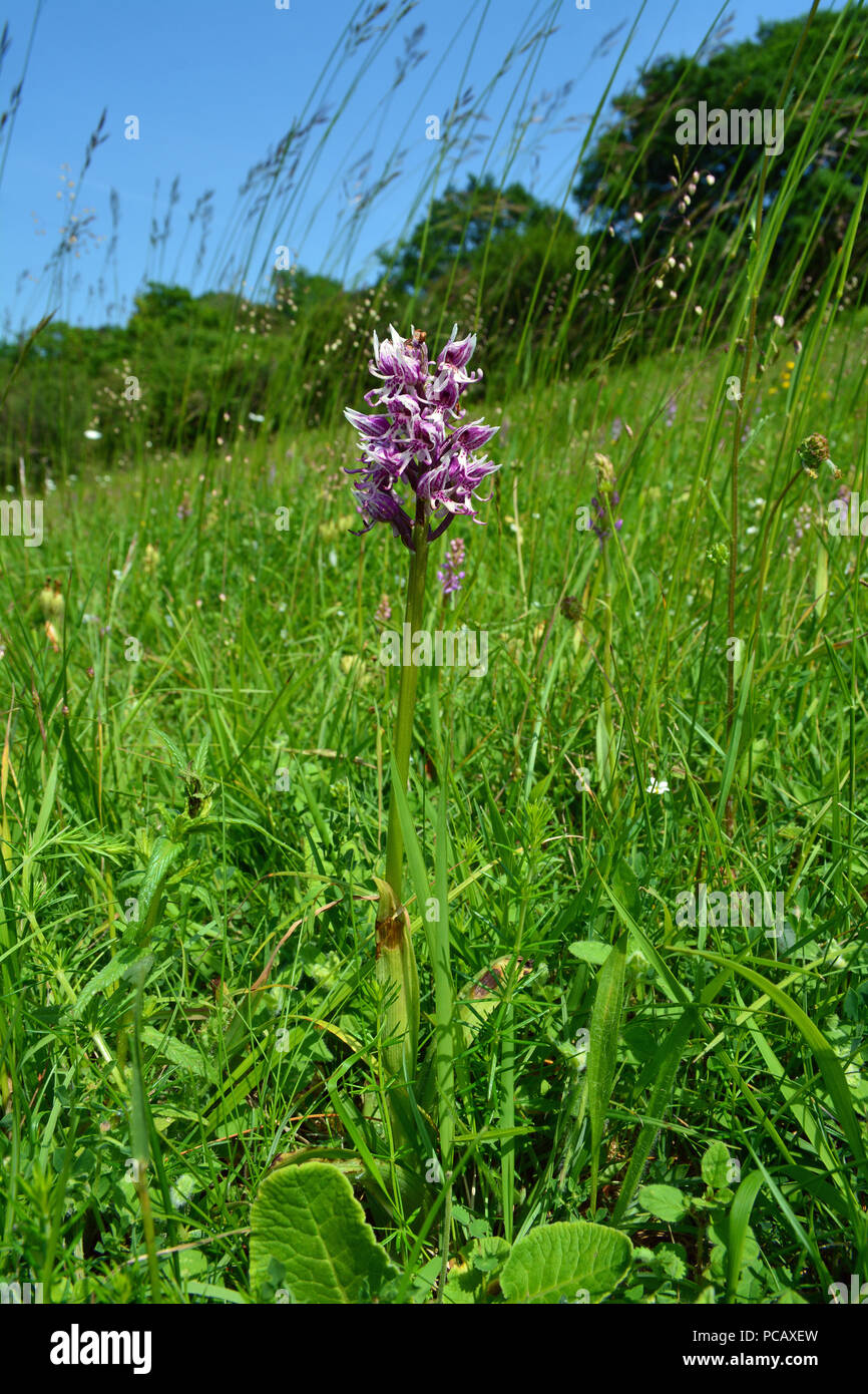 L'Orchidée singe, Kent Banque D'Images