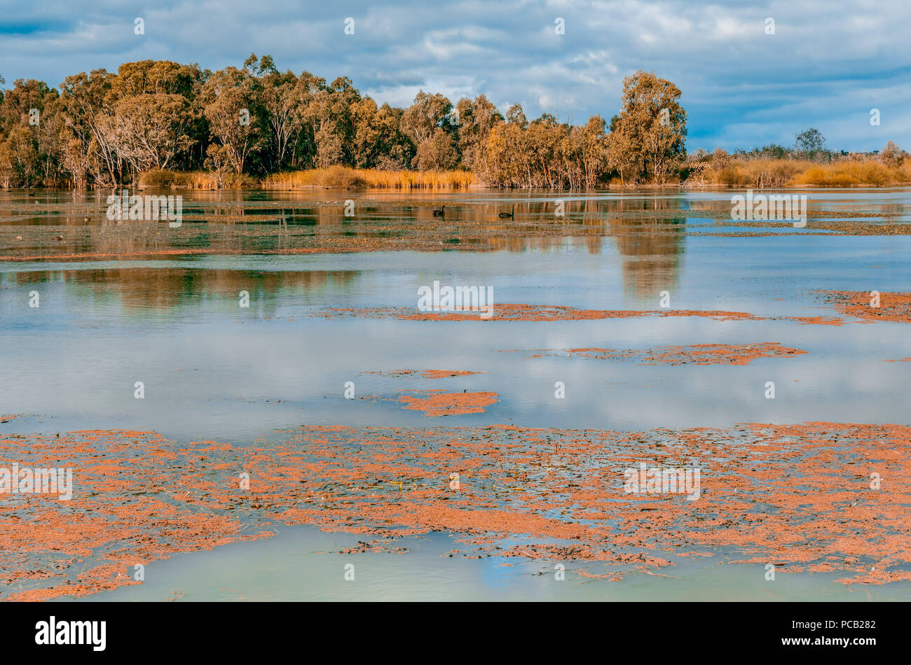 Les cygnes noirs nageant dans la rivière Murray, en Australie du Sud Banque D'Images