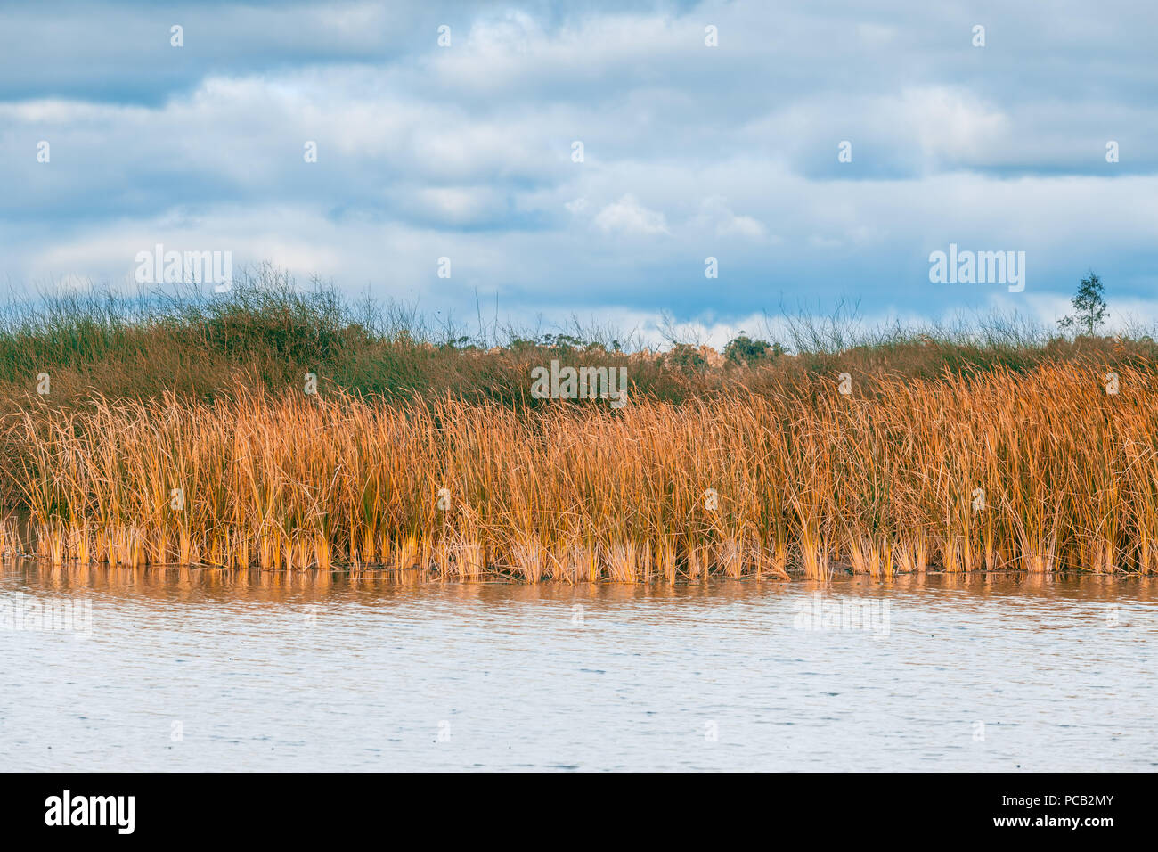 Belle reed croissant dans Murray River, Australie du Sud Banque D'Images