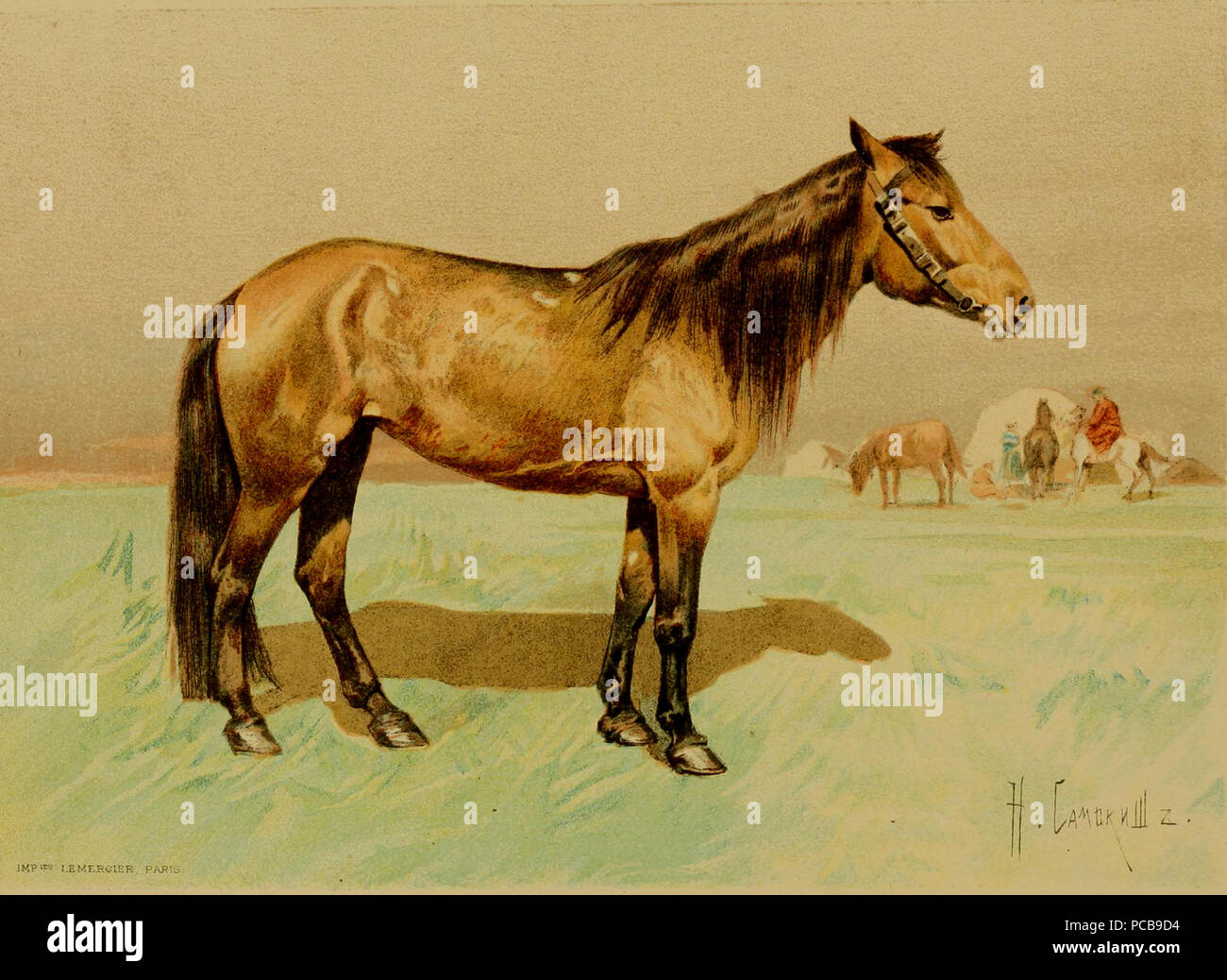368 Les races chevalines BHL22833020, cropped Banque D'Images
