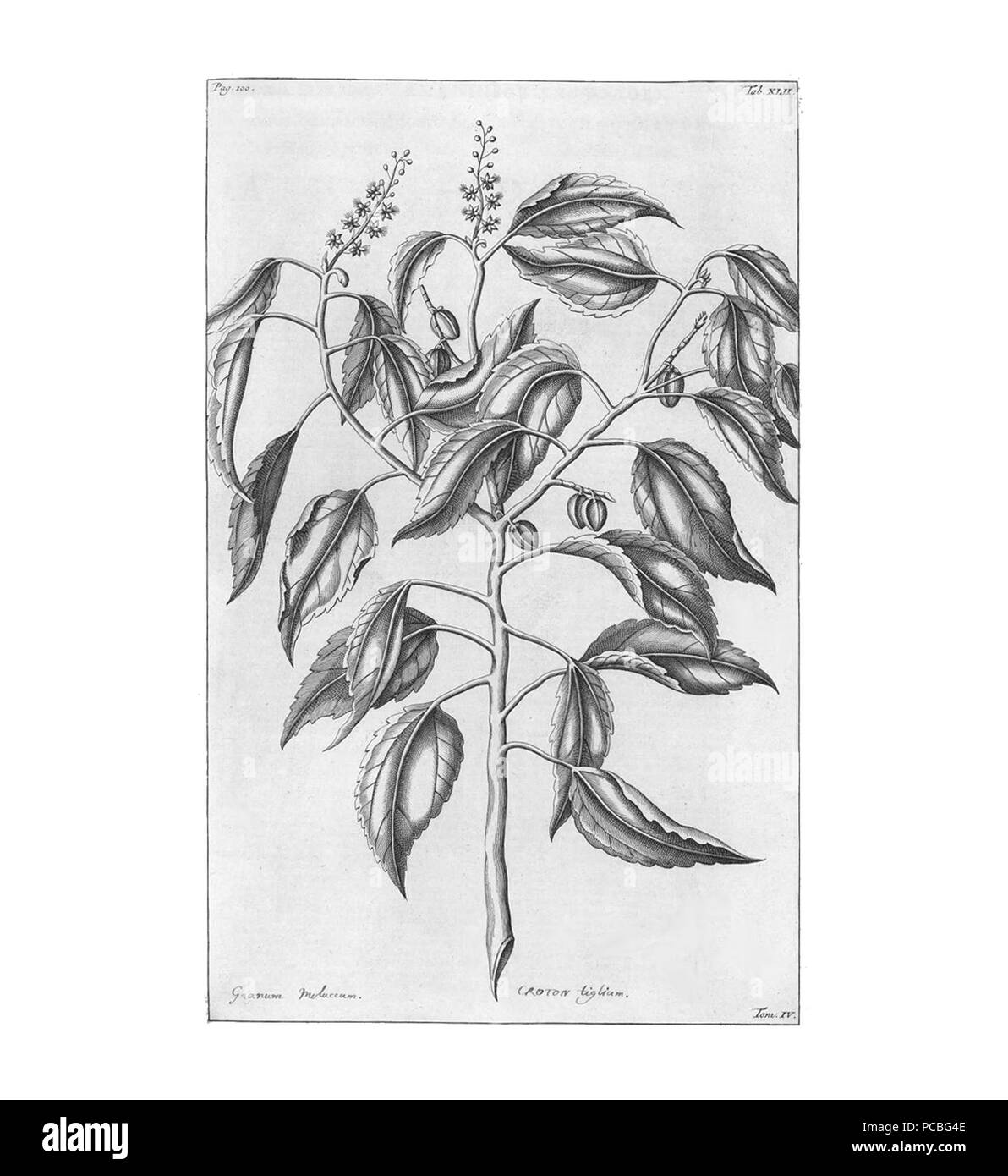 Croton Rumpf un 16 Banque D'Images