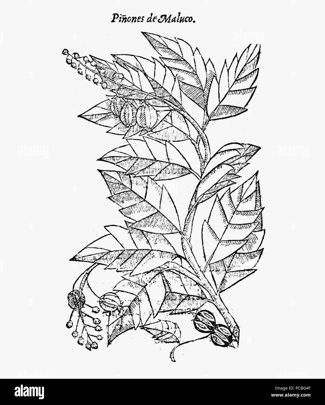 49 Moluco de Piñones State Forest Banque D'Images