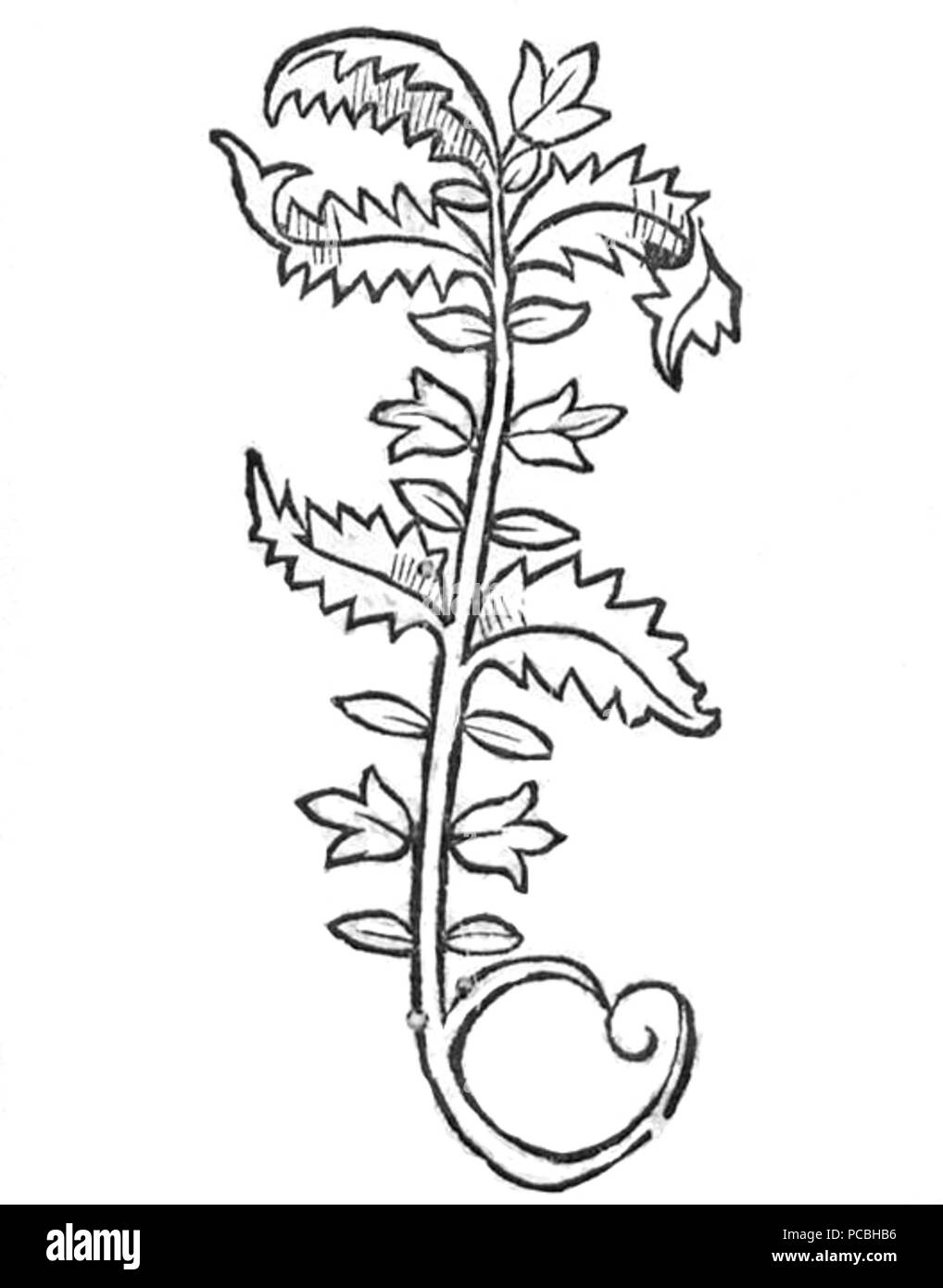 25 Hortus Agrimonia un Banque D'Images