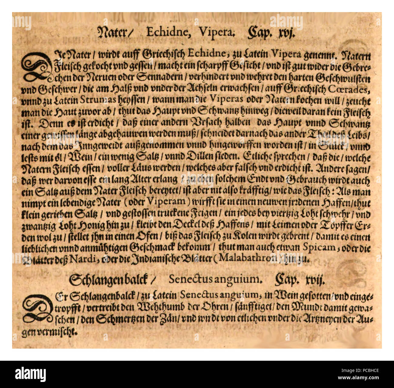 16 - Dantz Dioscorides 1546 Banque D'Images