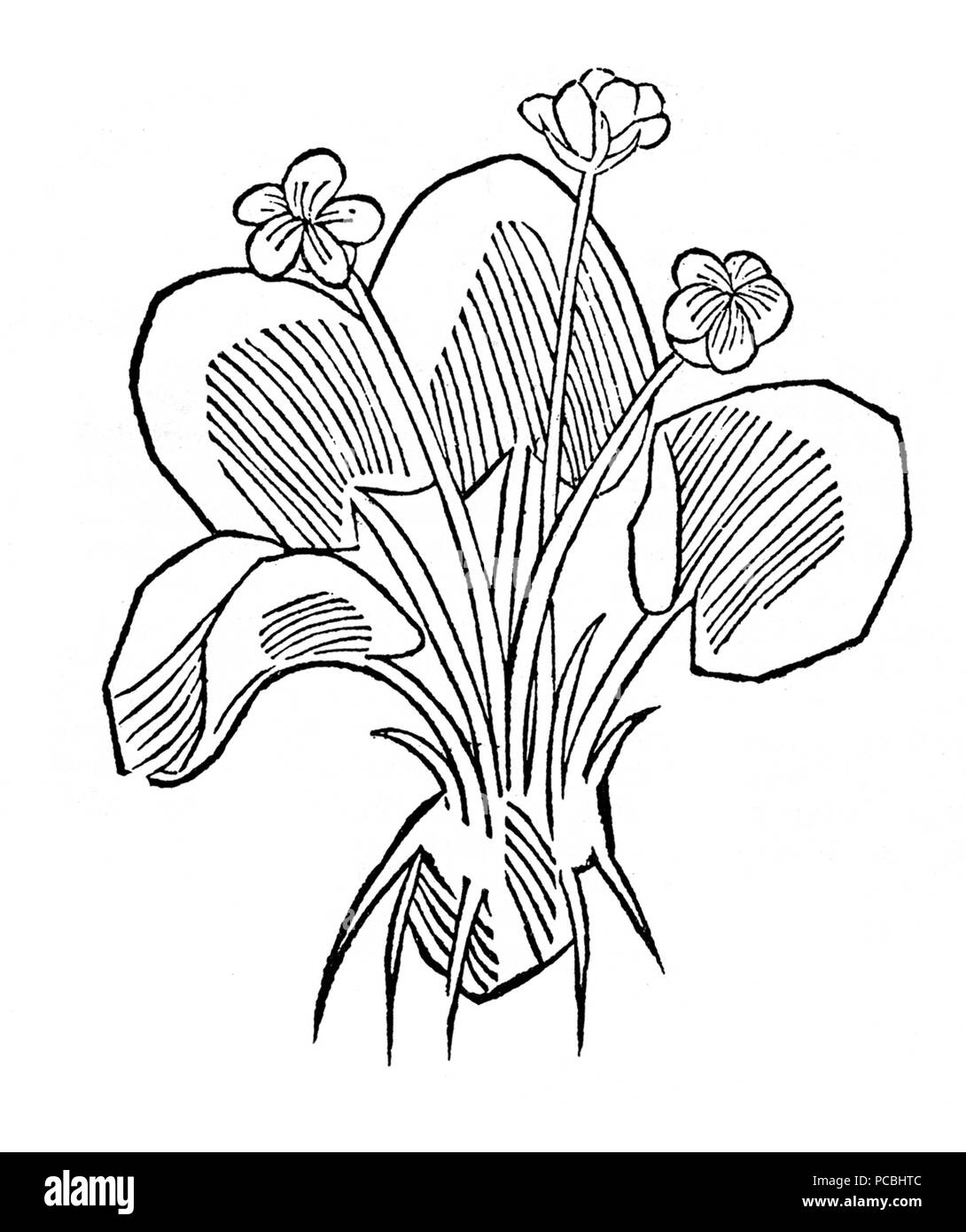 22 Gart Seerosen 1485 Banque D'Images