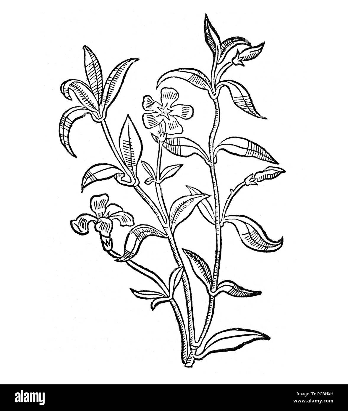 22 Gart Immergrün Banque D'Images