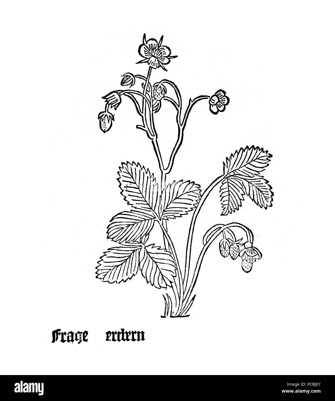 22 Gart Frage Banque D'Images