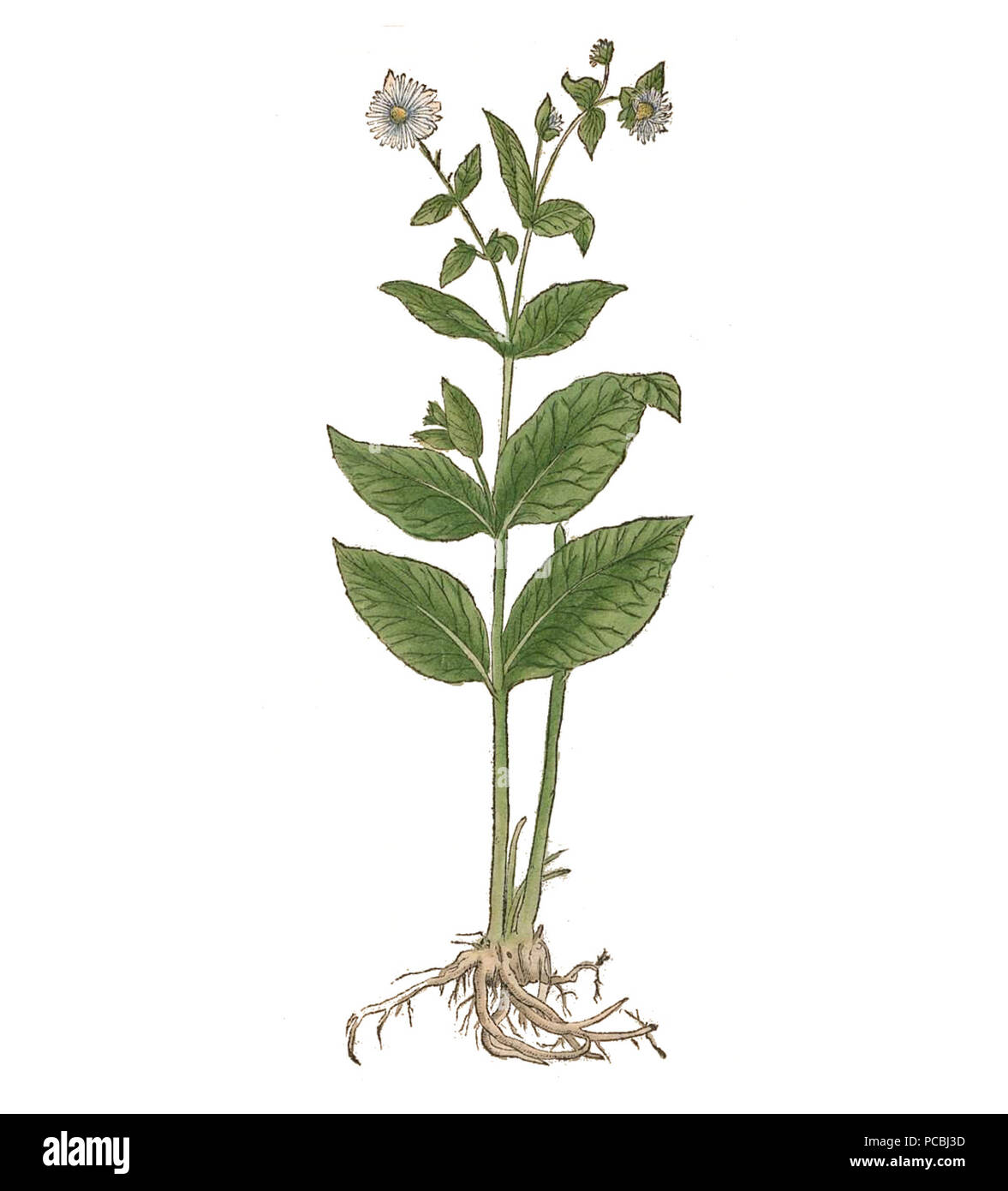 26 Inula Brunfels Banque D'Images