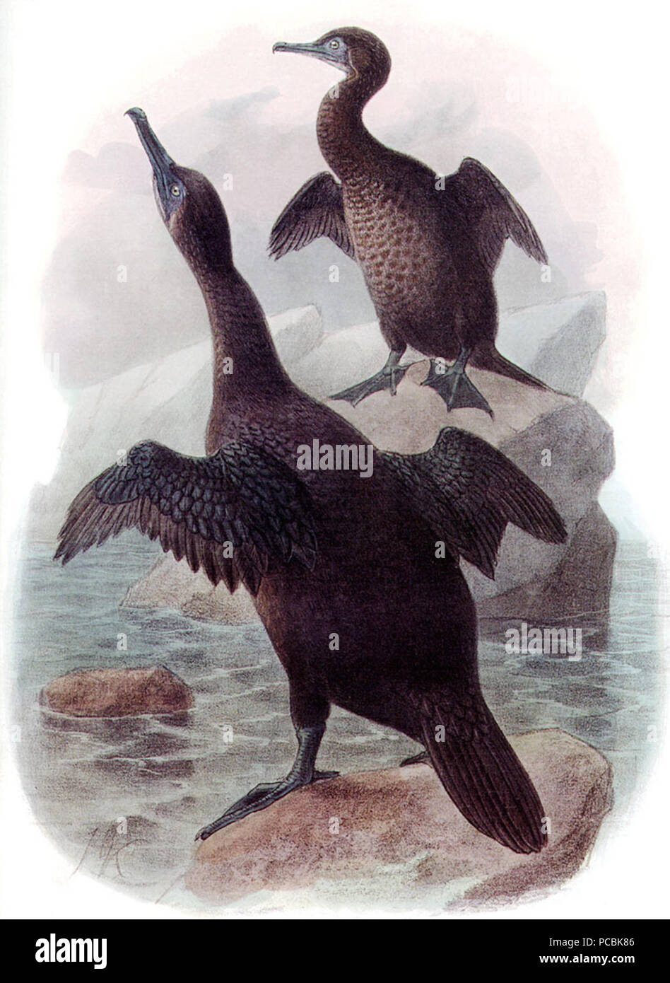 70 Phalarocorax harrisiDI09P10CA Banque D'Images
