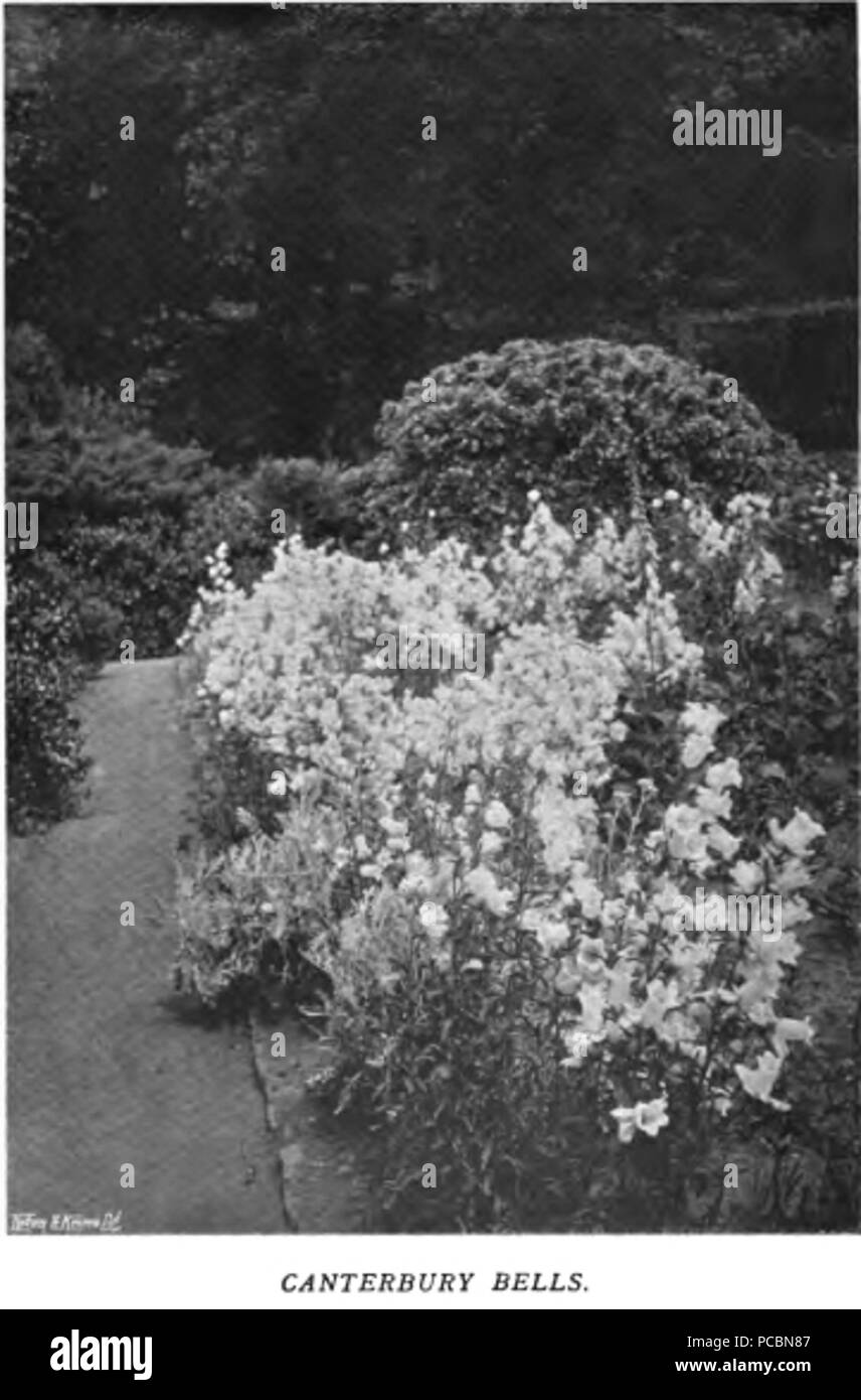 15 couleurs dans le jardin de fleurs56 Banque D'Images