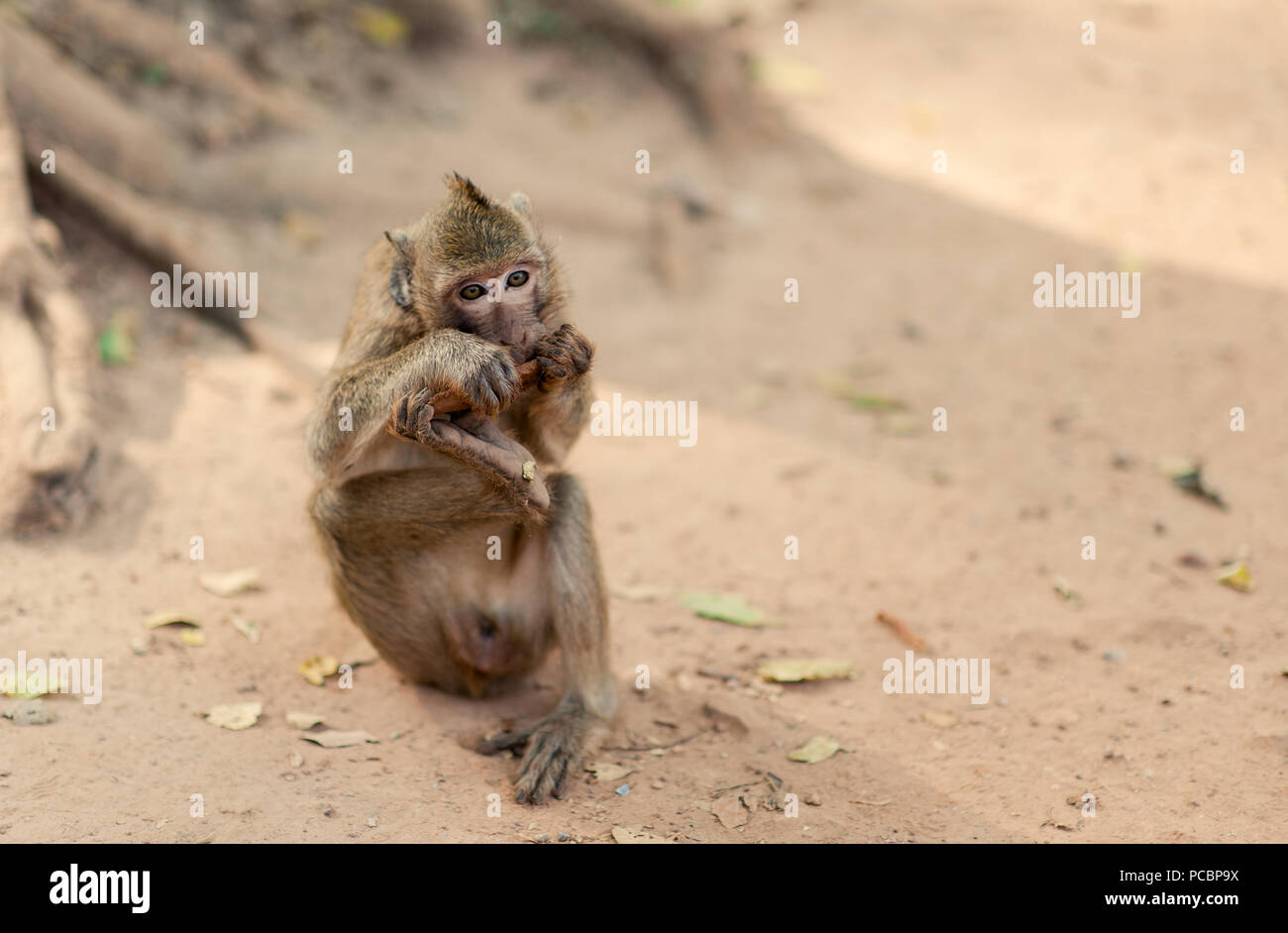 Un singe aime manger une collation à Angkor Wat Temple une attraction touristique populaire à Siem Reap, Cambodge, Asie du Sud Est. L'observation de la faune est populaire Banque D'Images