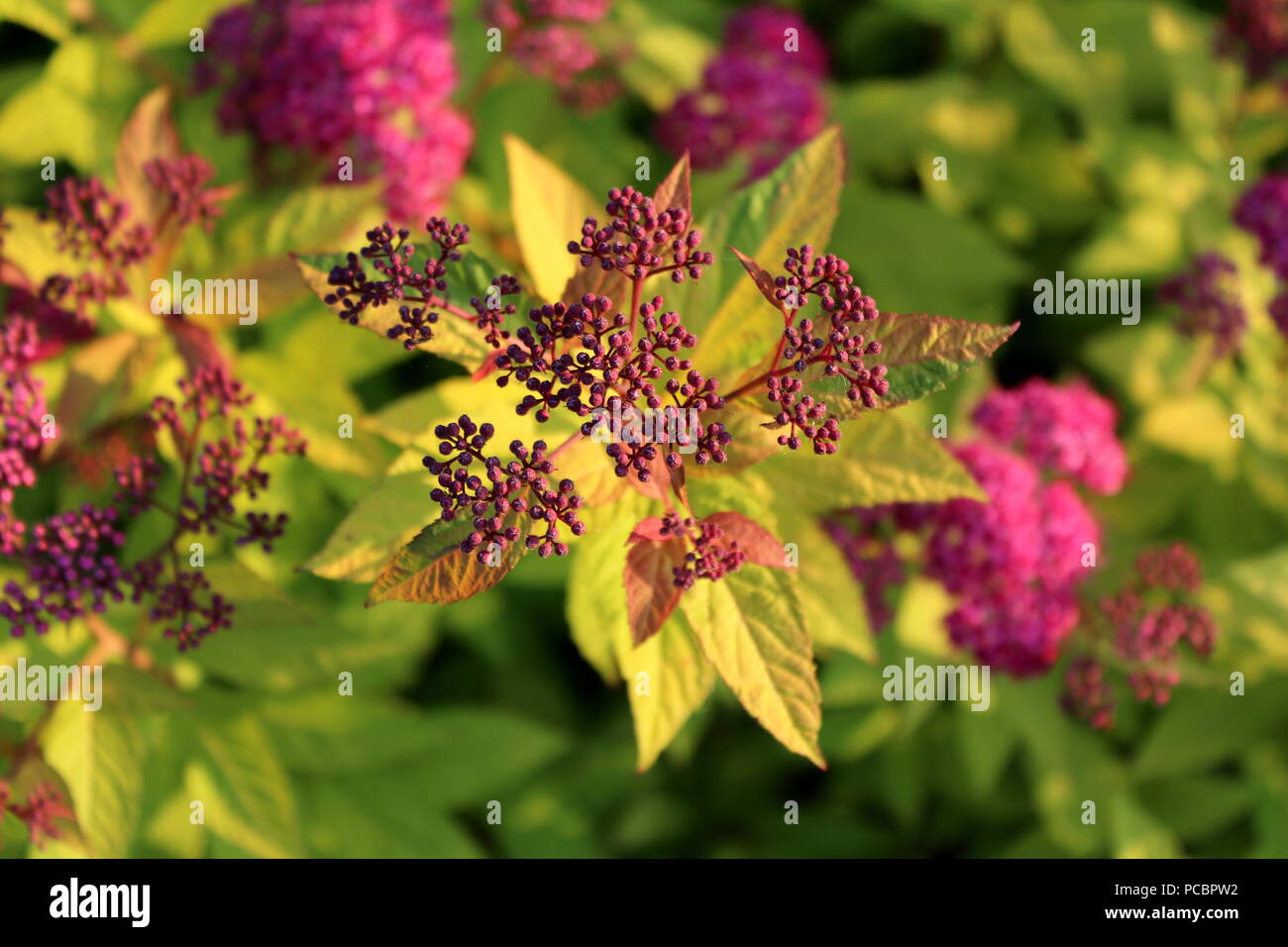 Bumald ou Spirée Spiraea x bumalda jardin plante hybride grappe de petite lumière à violet foncé des boutons de fleurs sur fond vert à feuilles brunâtres sur la guerre Banque D'Images