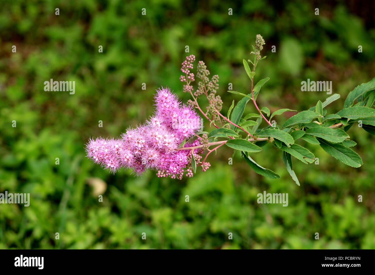 spiraea-x-billardii-triumphans-banque-de-photographies-et-d-images