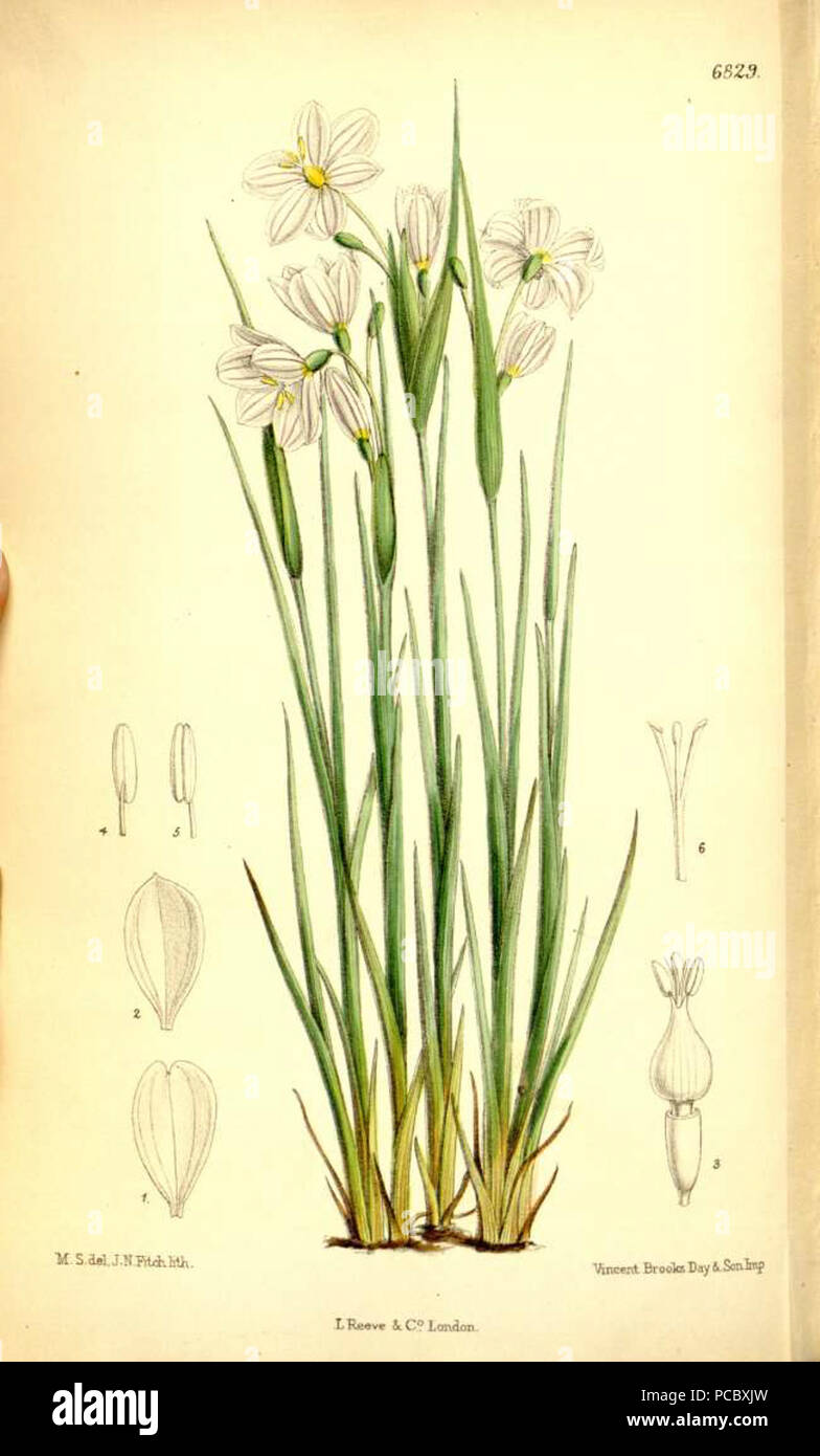 49 Plantillustrations4336 Banque D'Images