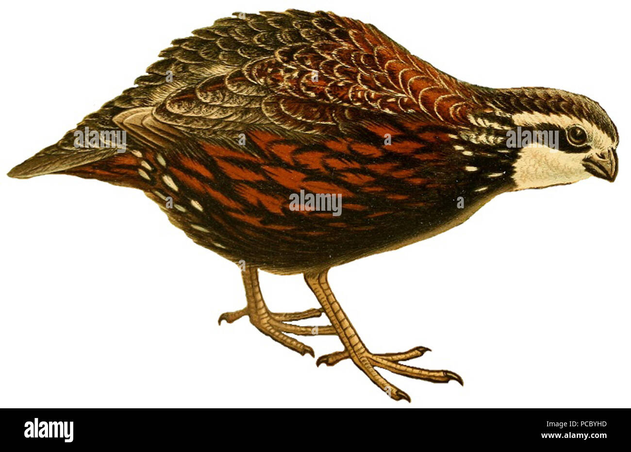 54 Le Pingouin (1898) (Colinus virginianus) Banque D'Images